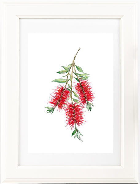 Australia red BottleBrush watercolour print