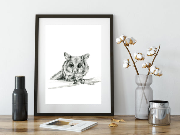 Black and white Australian Brushtail Possum drawing print
