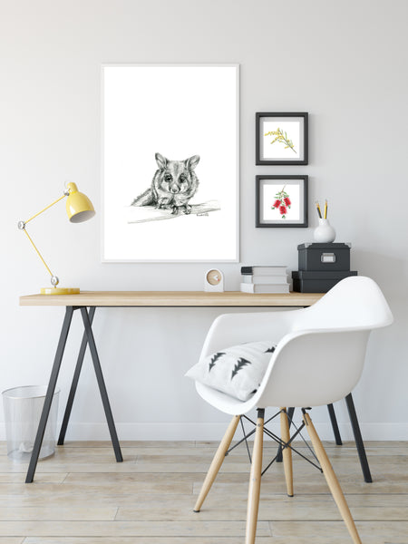 Black and white Australian Brushtail Possum drawing print