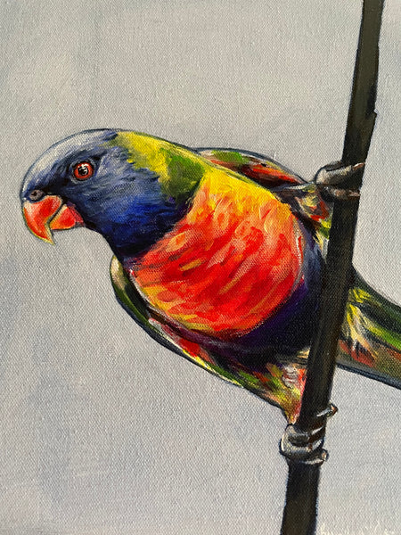 Australian Rainbow Lorikeet acrylic painting