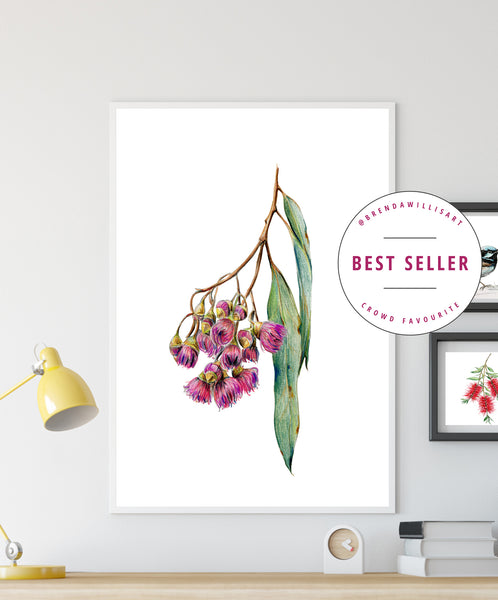 Australian pink Gum Blossoms watercolour print