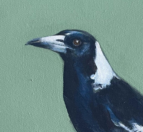 Australian Magpie acrylic painting