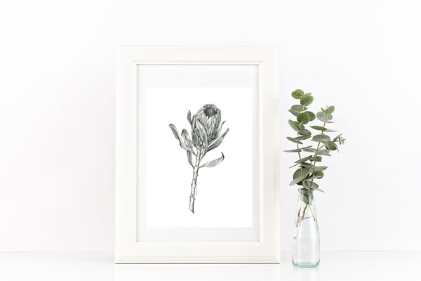 Graphite Protea drawing print