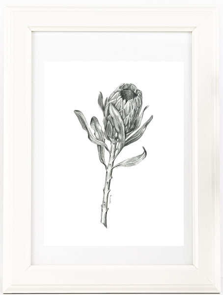 Graphite Protea drawing print