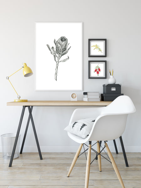 Graphite Protea drawing print