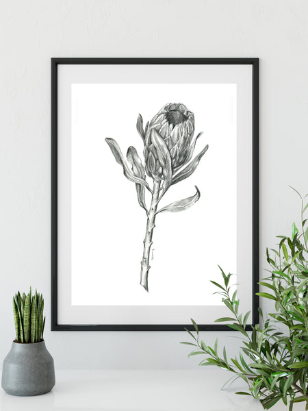 Graphite Protea drawing print