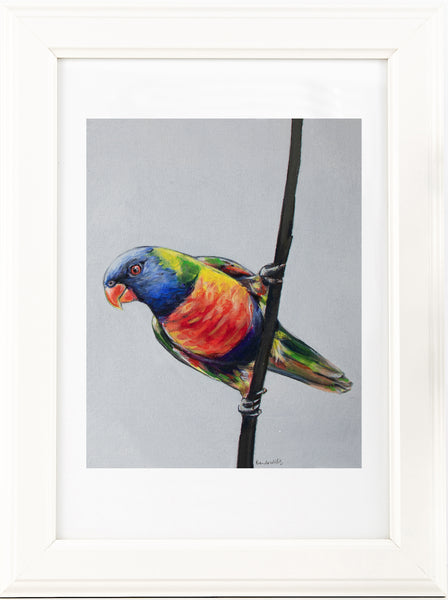 Australian Rainbow Lorikeet painting print