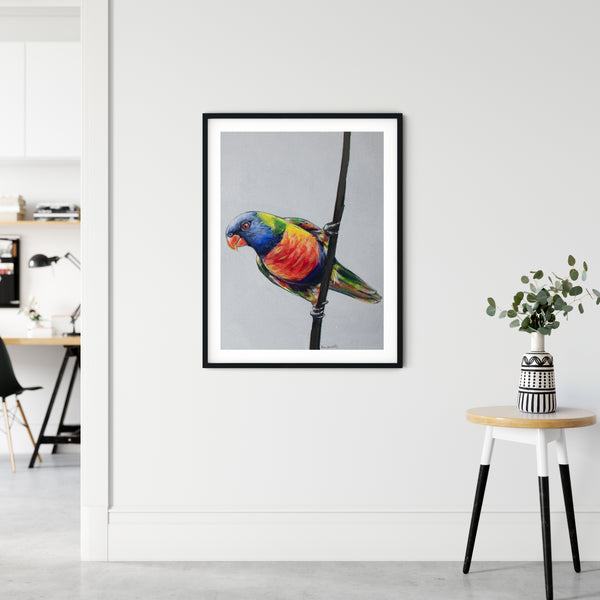 Australian Rainbow Lorikeet painting print