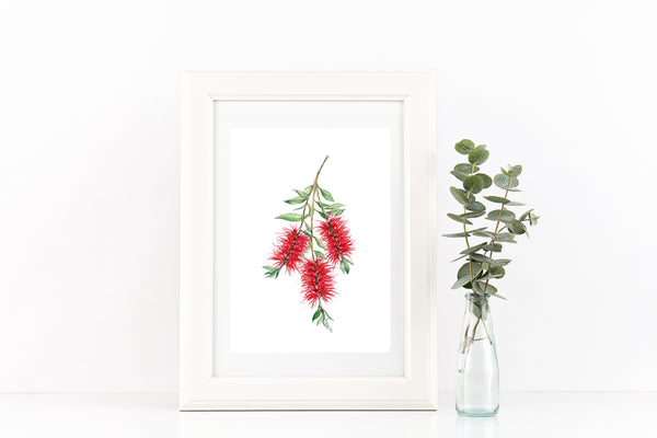 Australia red BottleBrush watercolour print