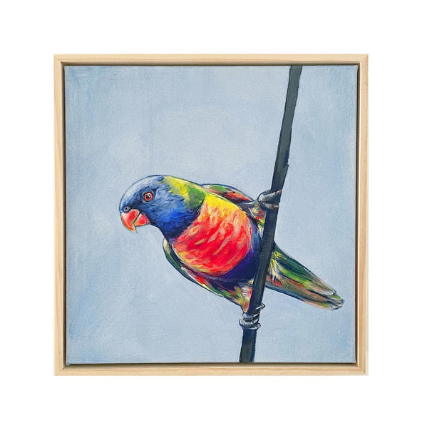 Australian Rainbow Lorikeet acrylic painting