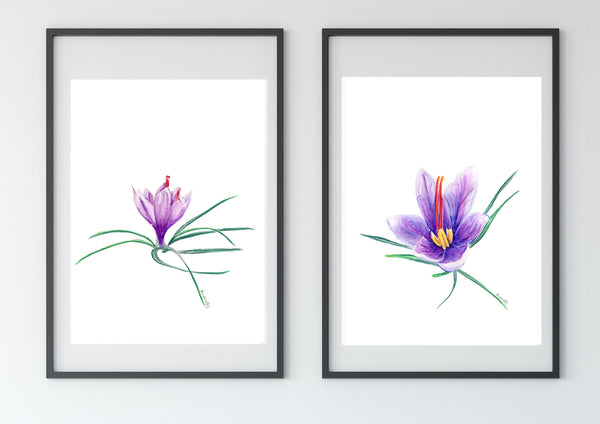 Saffron crocus bud 2 watercolour pencil artwork print