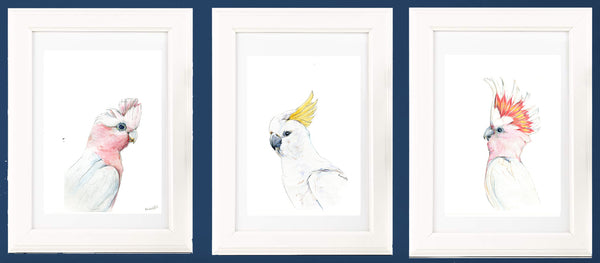 Australian Major Mitchel Cockatoo watercolour art print.