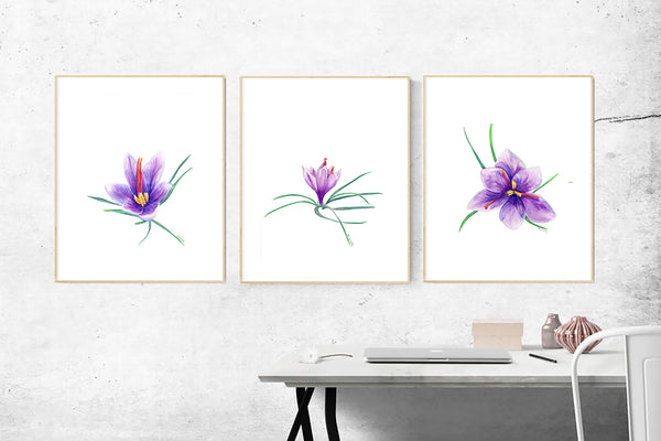 Saffron crocus bud 3 watercolour pencil artwork print