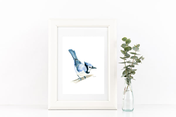 North American native Blue Jay watercolour art print.
