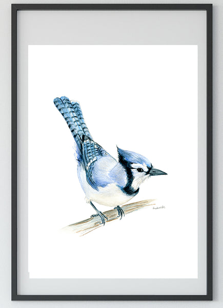 North American native Blue Jay watercolour art print.