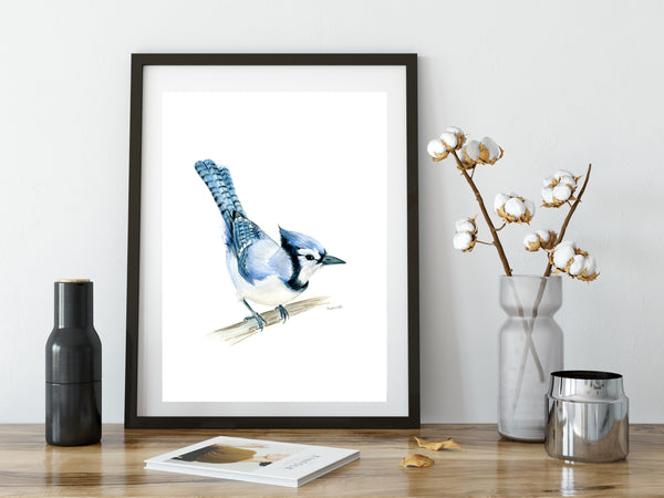 North American native Blue Jay watercolour art print.