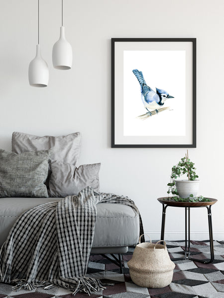 North American native Blue Jay watercolour art print.