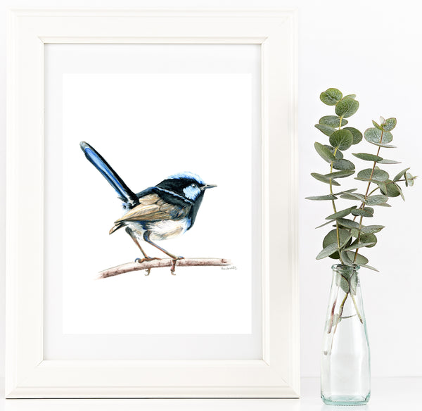 Australian watercolour Blue Wren drawing print v2.