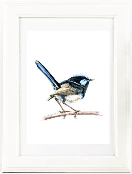 Australian watercolour Blue Wren drawing print v2.