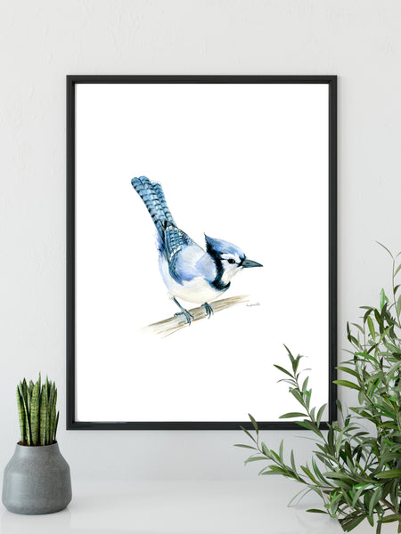 North American native Blue Jay watercolour art print.