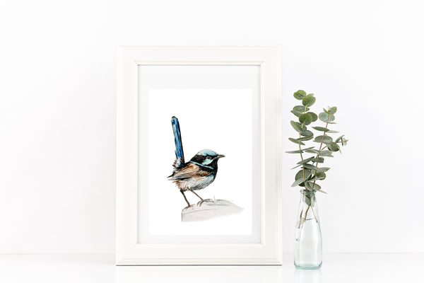Australian Blue Wren watercolour art print.