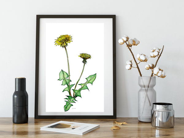 Dandelion pen and watercolour pencil artwork print.