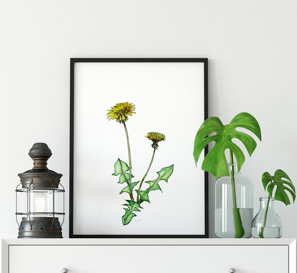 Dandelion pen and watercolour pencil artwork print.