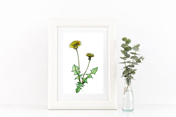 Dandelion pen and watercolour pencil artwork print.