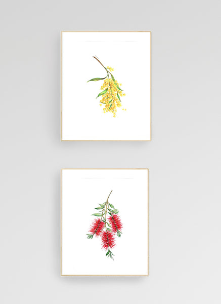 Australian native flower print set. Bottle brush, gum blossom and wattle art.