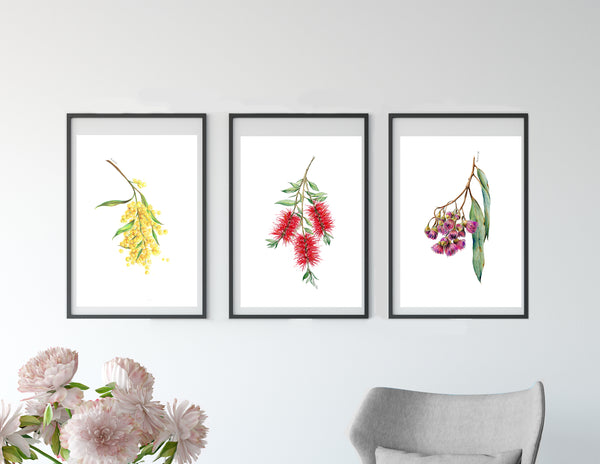 Australian native flower print set. Bottle brush, gum blossom and wattle art.