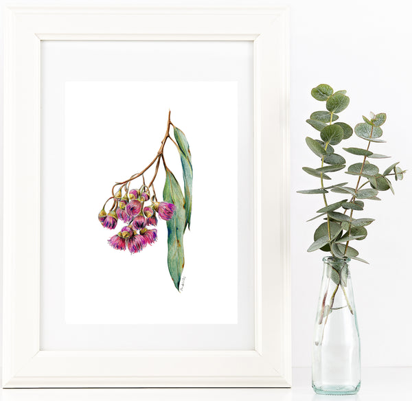 Australian native flower print set. Bottle brush, gum blossom and wattle art.