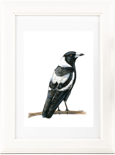 Watercolour Australian Magpie artwork print