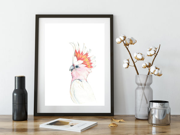 Australian Major Mitchel Cockatoo watercolour art print.