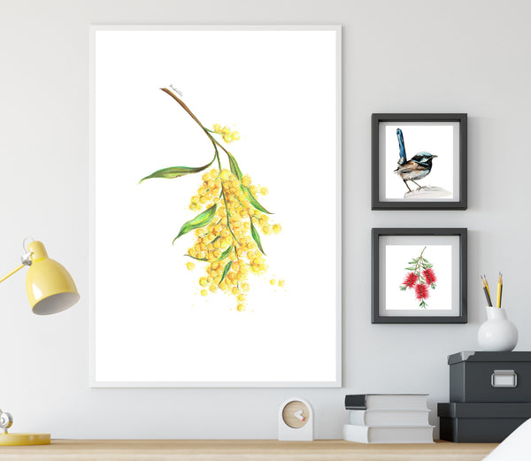 Yellow Wattle flower drawing print. Australian native flower watercolour pencil sketch.