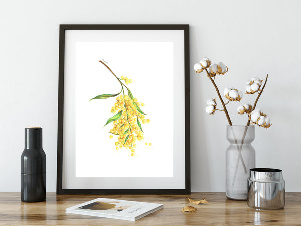 Yellow Wattle flower drawing print. Australian native flower watercolour pencil sketch.