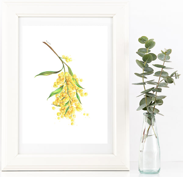 Yellow Wattle flower drawing print. Australian native flower watercolour pencil sketch.