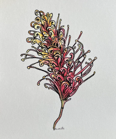Original Australian Grevillea painting. Watercolour pencil on art print