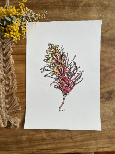 Original Australian Grevillea painting. Watercolour pencil on art print