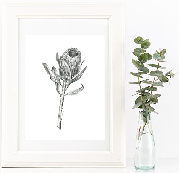 Graphite Protea drawing print