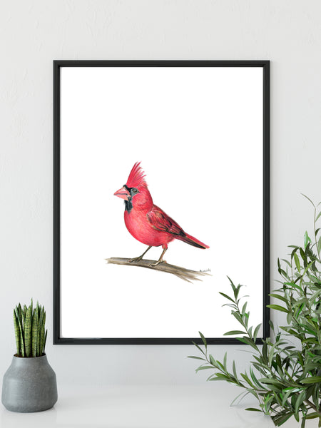 American native Red Cardinal watercolour art print.