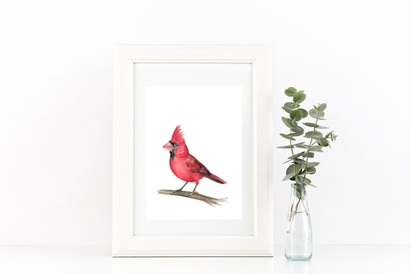 American native Red Cardinal watercolour art print.