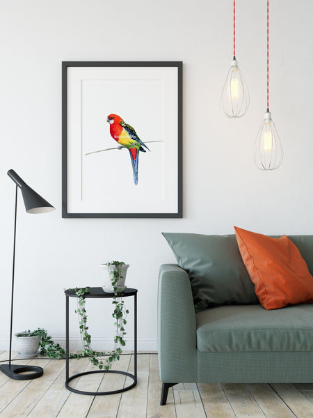 Australian Rosella watercolour art print.