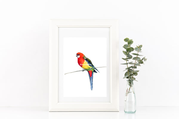 Australian Rosella watercolour art print.