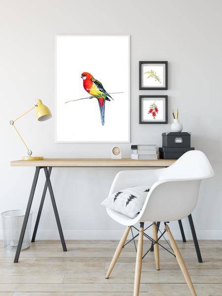 Australian Rosella watercolour art print.