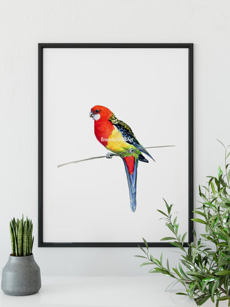Australian Rosella watercolour art print.