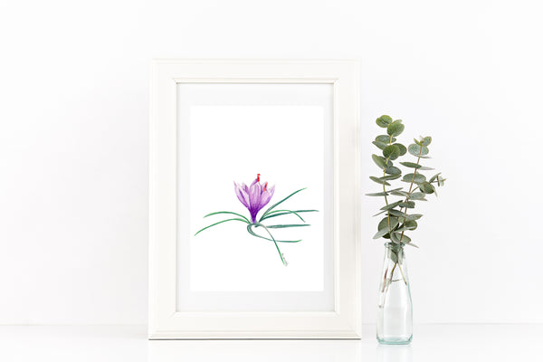 Saffron crocus bud watercolour pencil artwork print