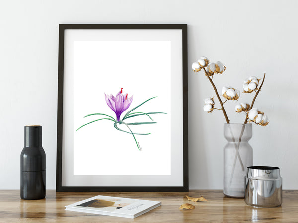 Saffron crocus bud watercolour pencil artwork print
