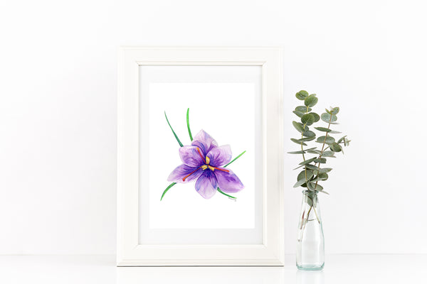 Saffron crocus bud 3 watercolour pencil artwork print