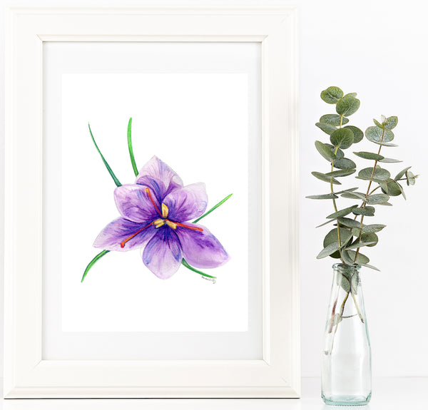 Saffron crocus bud 3 watercolour pencil artwork print