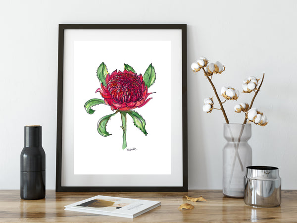 Australian watercolour and pen red Waratah art print.